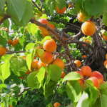 Apricots